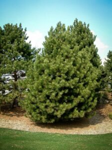 Сосна Чёрная (Pinus Nigra) купить по цене от 270.00р. в интернет-магазине «Посадика» с доставкой почтой в в Волжскийе и по всей России – [изображение №1].