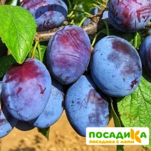 Слива Чачакская ранняя купить по цене от 229.00р. в интернет-магазине «Посадика» с доставкой почтой в в Волжскийе и по всей России – [изображение №1].