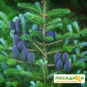 Пихта корейская (Abies koreana) купить по цене от 450.00р. в интернет-магазине «Посадика» с доставкой почтой в в Волжскийе и по всей России – [изображение №1].