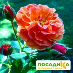 Роза Арабия купить по цене от 350.00р. в интернет-магазине «Посадика» с доставкой почтой в в Волжскийе и по всей России – [изображение №1].