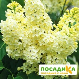 Сирень Примроуз (Primrose) купить по цене от 529.00р. в интернет-магазине «Посадика» с доставкой почтой в в Волжскийе и по всей России – [изображение №1].