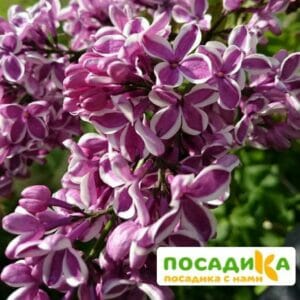 Сирень Сенсация купить по цене от 529.00р. в интернет-магазине «Посадика» с доставкой почтой в в Волжскийе и по всей России – [изображение №1].