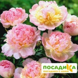 Пион Распберри Сандей (Paeonia Raspberry Sundae) купить по цене от 959р. в интернет-магазине «Посадика» с доставкой почтой в в Волжскийе и по всей России – [изображение №1].