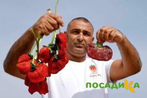 Клубника Гигант Джорнея купить по цене от 266р. в интернет-магазине «Посадика» с доставкой почтой в в Волжскийе и по всей России – [изображение №1].