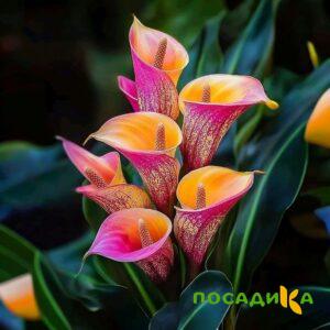 Калла Оникс купить по цене от 450р. в интернет-магазине «Посадика» с доставкой почтой в в Волжскийе и по всей России – [изображение №1].