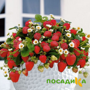 Клубника Рубиновый Шепот (горшечная) купить по цене от 240р. в интернет-магазине «Посадика» с доставкой почтой в в Волжскийе и по всей России – [изображение №1].