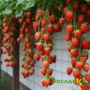 Клубника вьющаяся Комплимент купить по цене от 470р. в интернет-магазине «Посадика» с доставкой почтой в в Волжскийе и по всей России – [изображение №1].