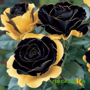 Роза Ханни Сикл купить по цене от 700р. в интернет-магазине «Посадика» с доставкой почтой в в Волжскийе и по всей России – [изображение №1].
