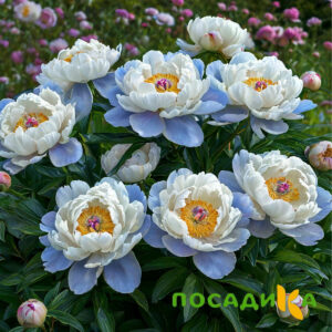 Пион акварельный Этюд купить по цене от 806р. в интернет-магазине «Посадика» с доставкой почтой в в Волжскийе и по всей России – [изображение №1].
