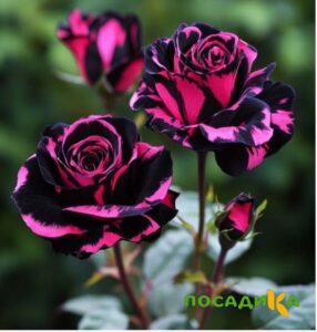 Роза Багровый Шепот купить по цене от 366р. в интернет-магазине «Посадика» с доставкой почтой в в Волжскийе и по всей России – [изображение №1].
