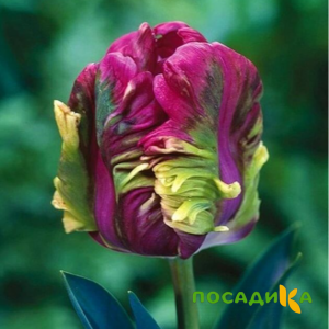 Тюльпан Экзотик Хэвен купить по цене от 186р. в интернет-магазине «Посадика» с доставкой почтой в в Волжскийе и по всей России – [изображение №1].